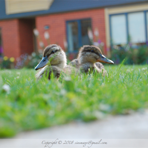 Ducklings