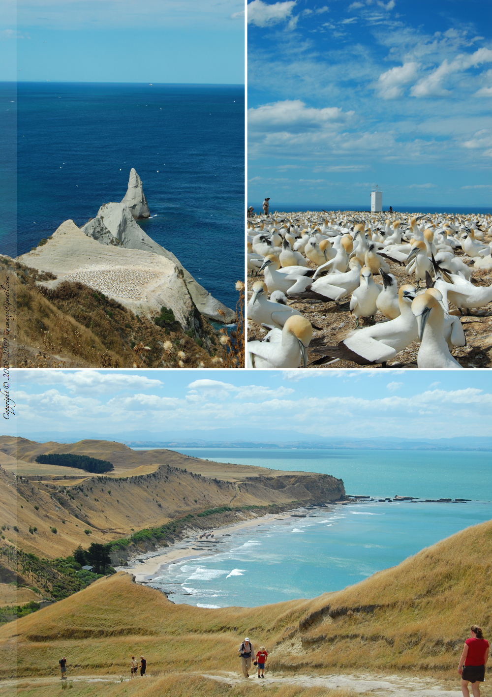 CapeKidnapper