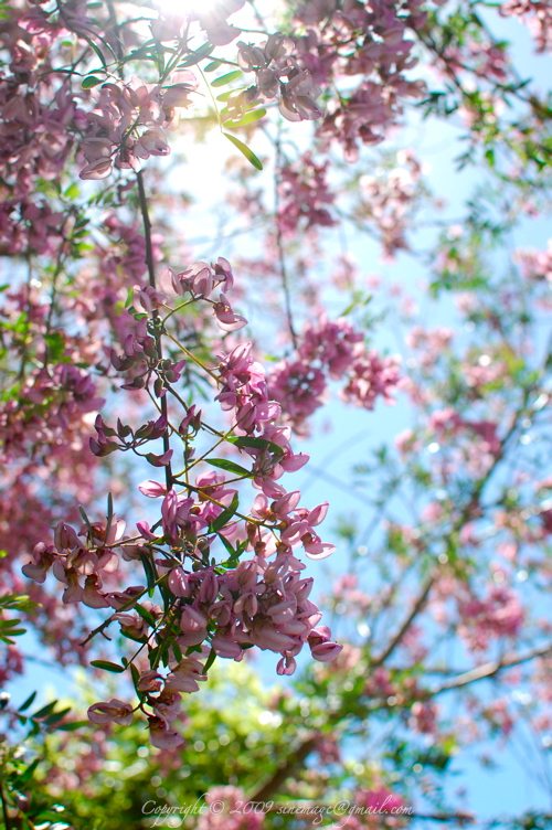 Pink Flower