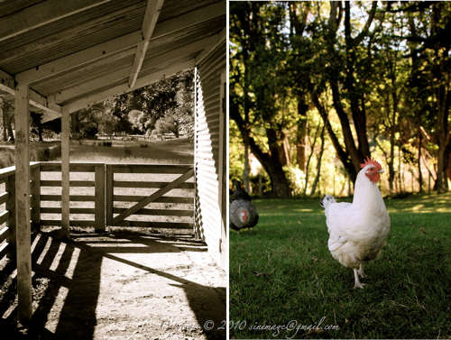 Battle Hill Farm Wellington New Zealand