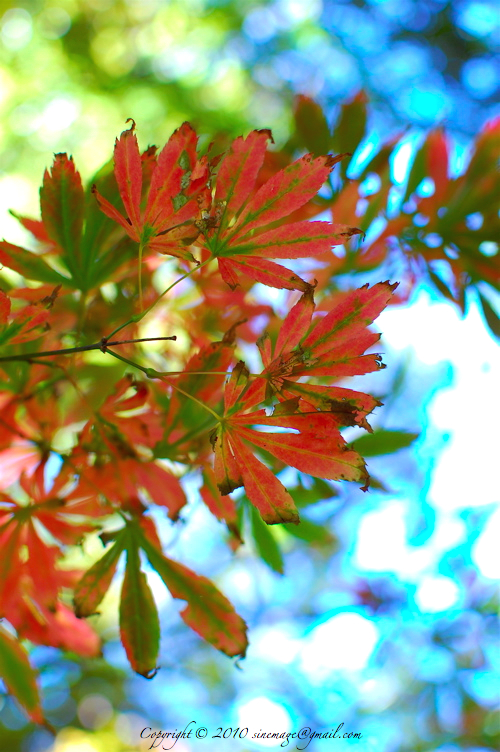 red fall leaves