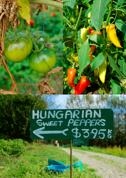 tomato and Hungarian pepper