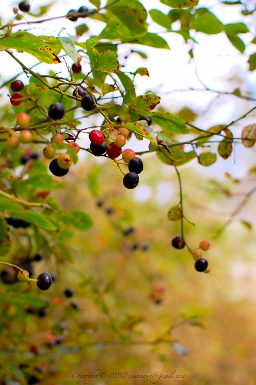 Sinemage Blueberry branch