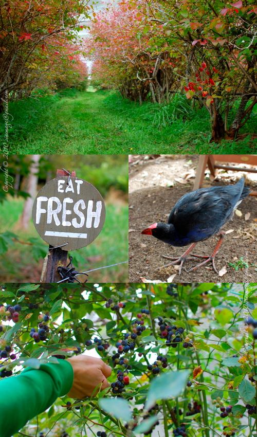 Sinemage blueberry farm pukeko