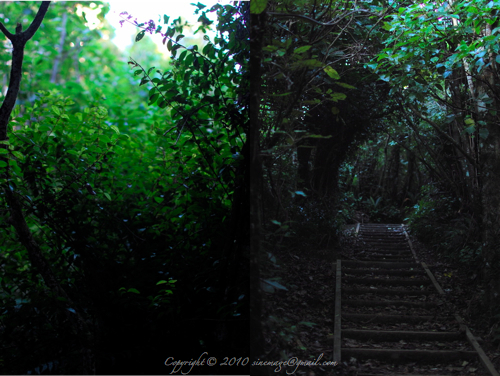 Sinemage Forest Bush