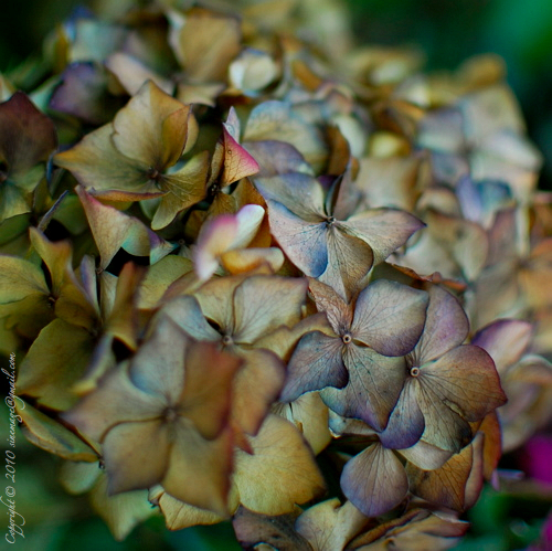 Sinemage Dry Hydrangea