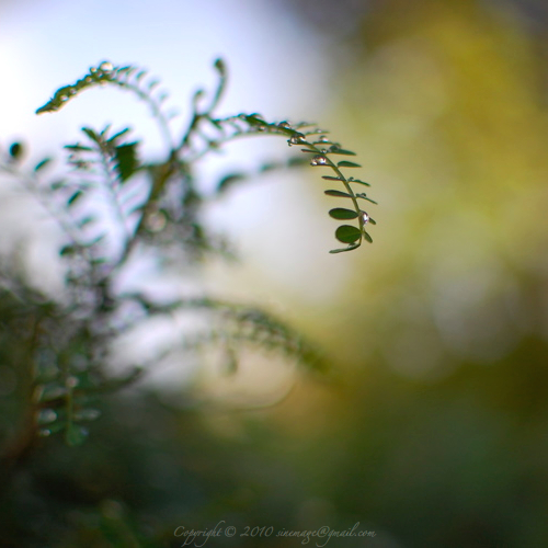 Sinemage leaf and raindrop