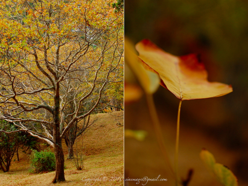 Sinemage Wellington Botanic Garden Fall