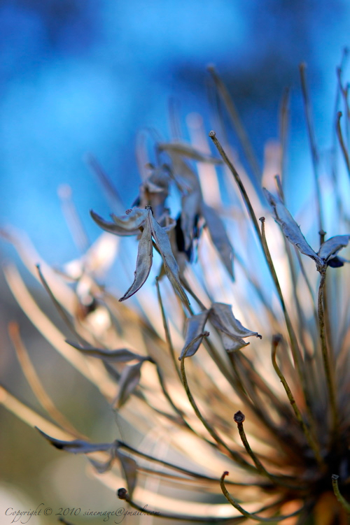 Sinemage Dried Agapanthus