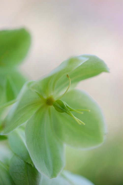 Sinemage green flower