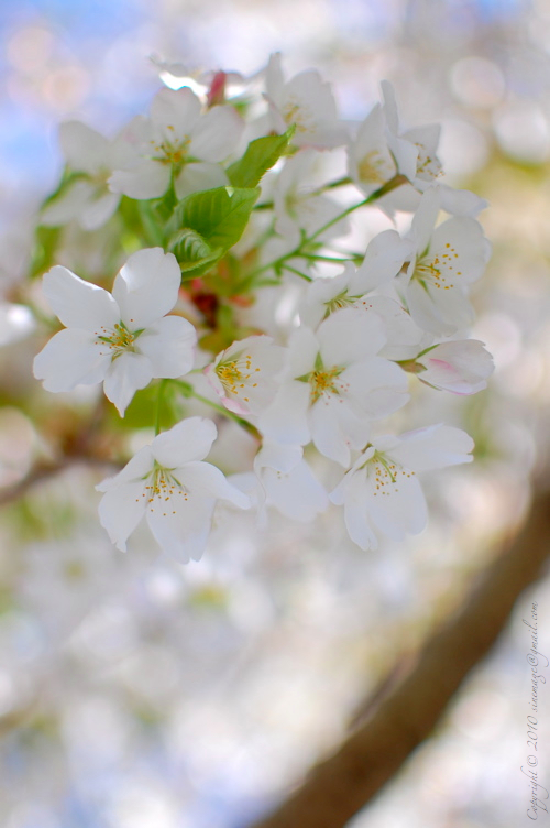 Sinemage Spring Bloom