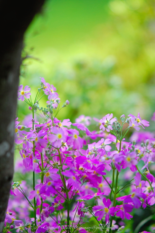 Sinemage Spring purple flowers