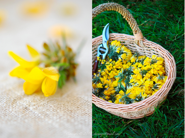 Sinemage Gorse Flowers Diptych