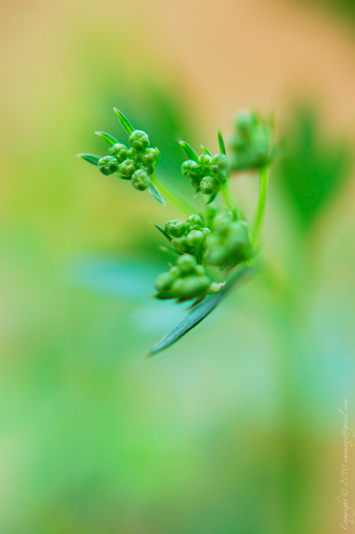 Sinemage Parsley Buds 1