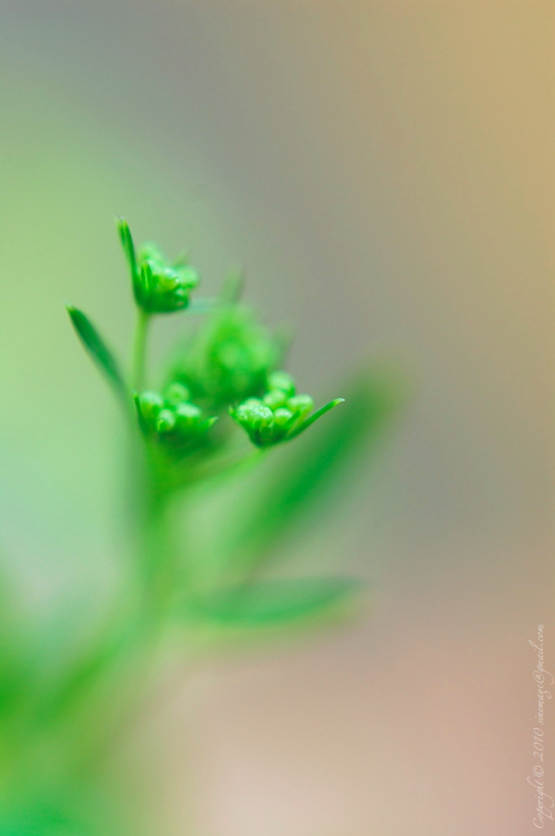 Sinemage Parsley buds 3