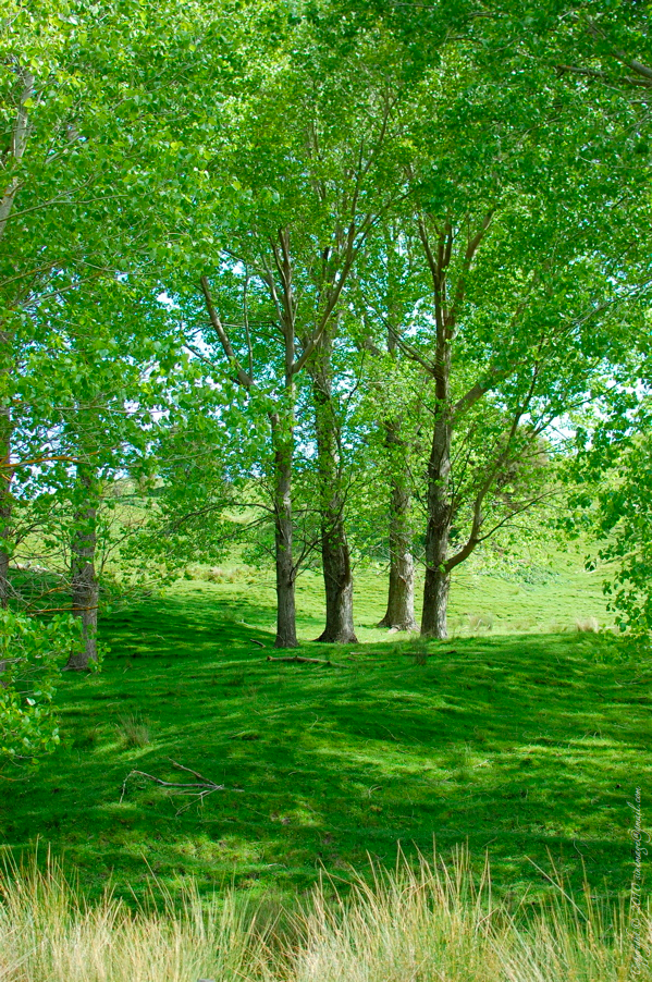 Sinemage Wairarapa pasture