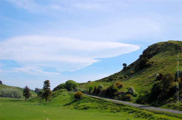 Sinemage Wairarapa pasture New Zealand