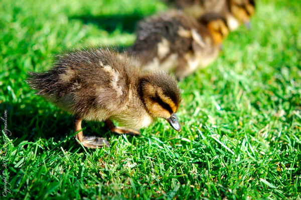 Sinemage Ducklings