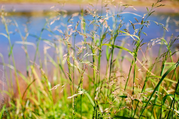 Sinemage Spring Grass by the sea