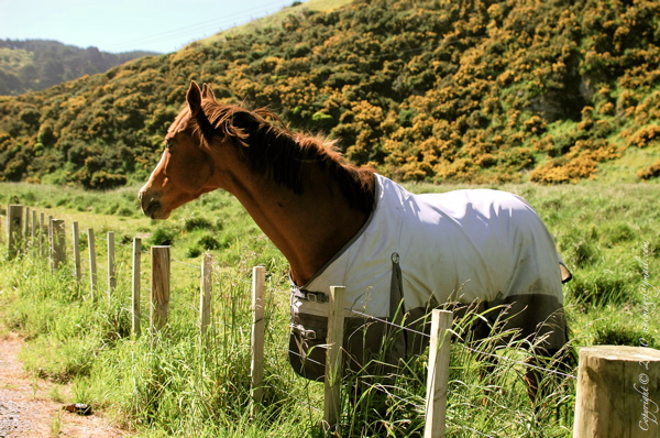 Sinemage horse by the road