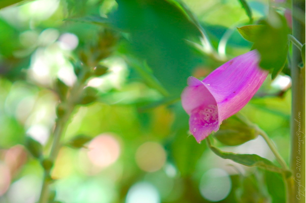 Sinemage pink flower