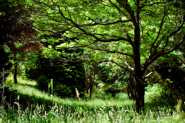 Sinemage Tree and Grass 