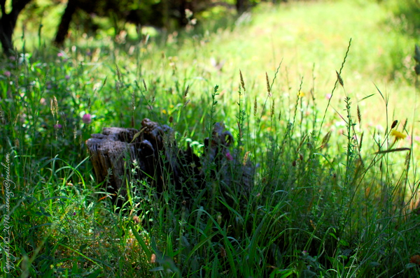 Sinemage grass and wild flowers