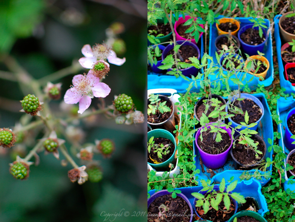 Sinemage tomatoe seedling and blackberry flowers