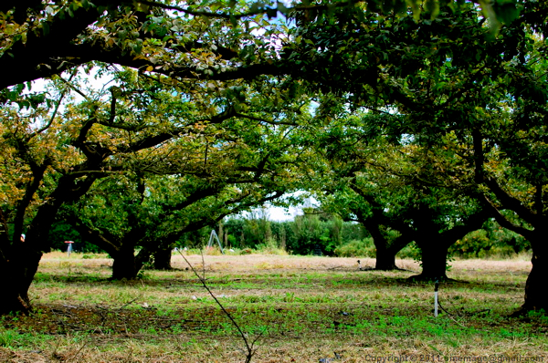 Sinemage Orchard