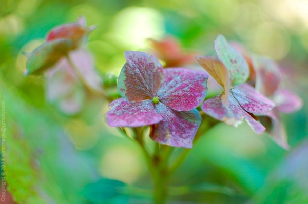 Sinemage Hydrangea 1