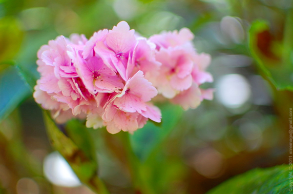 Sinemage Hydrangea Pink