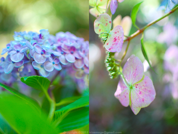 Sinemage Hydrangea diptych 1