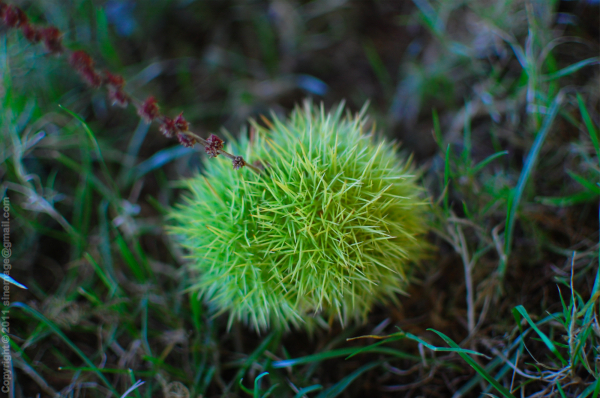 Sinemage Chestnut Cupule