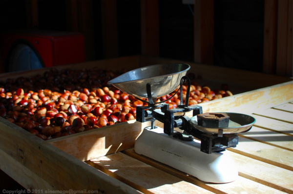 Sinemage Chestnuts & Scale