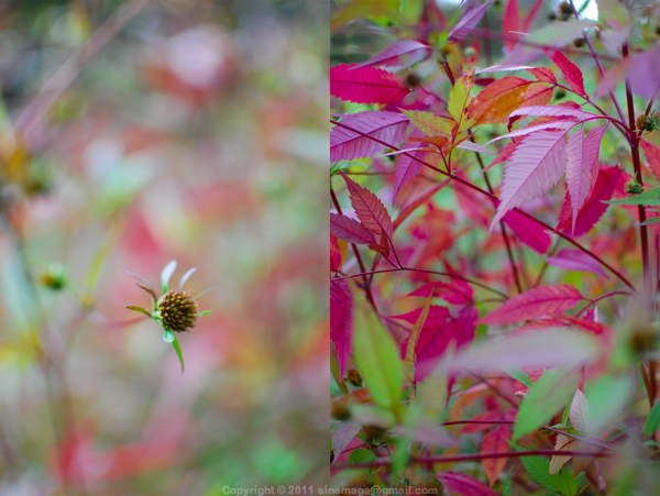 Sinemage diptych red leaves