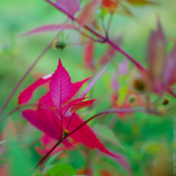 Sinemage Closeup red leaf