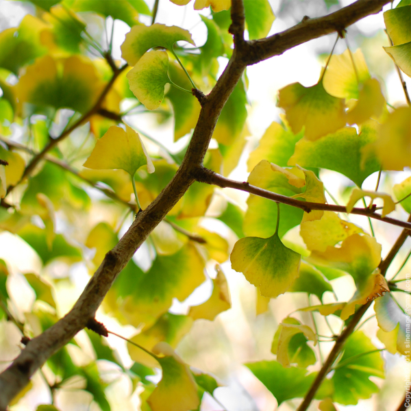 Sinemage Autumn Gingko Biloba leaves