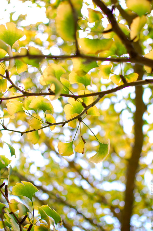 Sinemage Gingko Biloba 