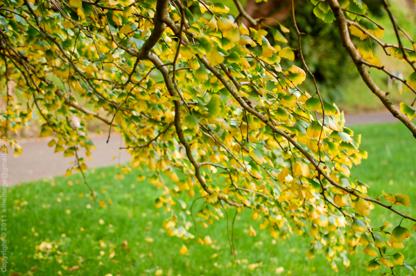Sinemage Autumn Gingko foliage