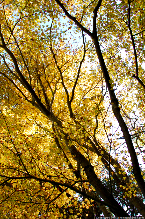 Sinemage Golden Foliage