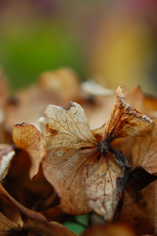 Sinemage Hydrangea faded flower