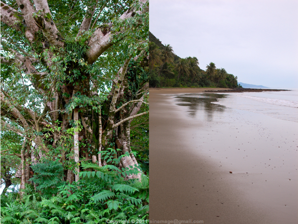 Sinemage Banian and East Coast beach New Caledonia 