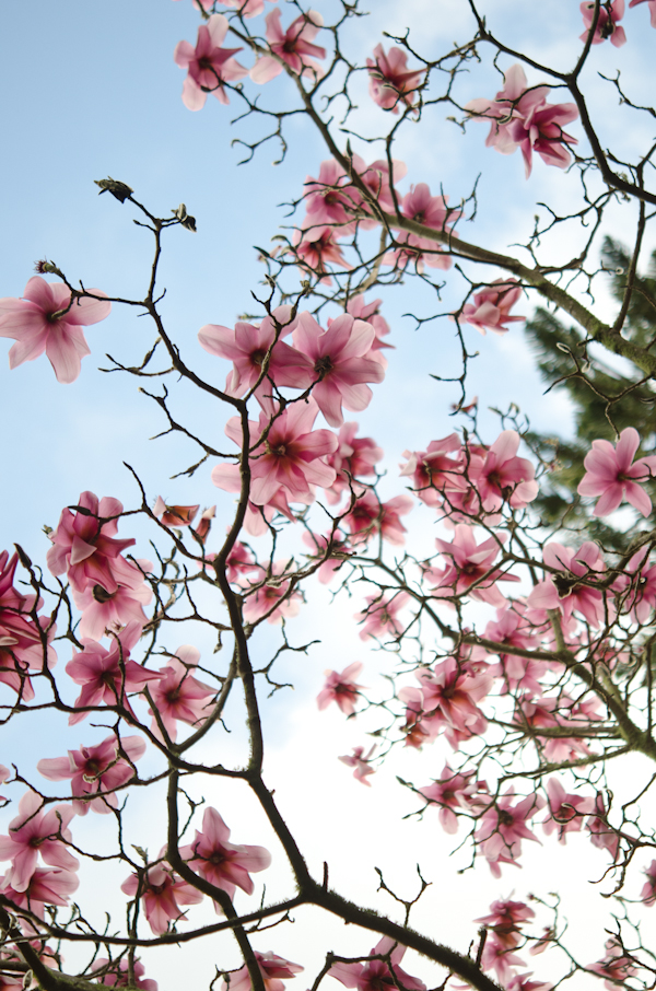 © Viviane Perenyi Magnolia Flowers