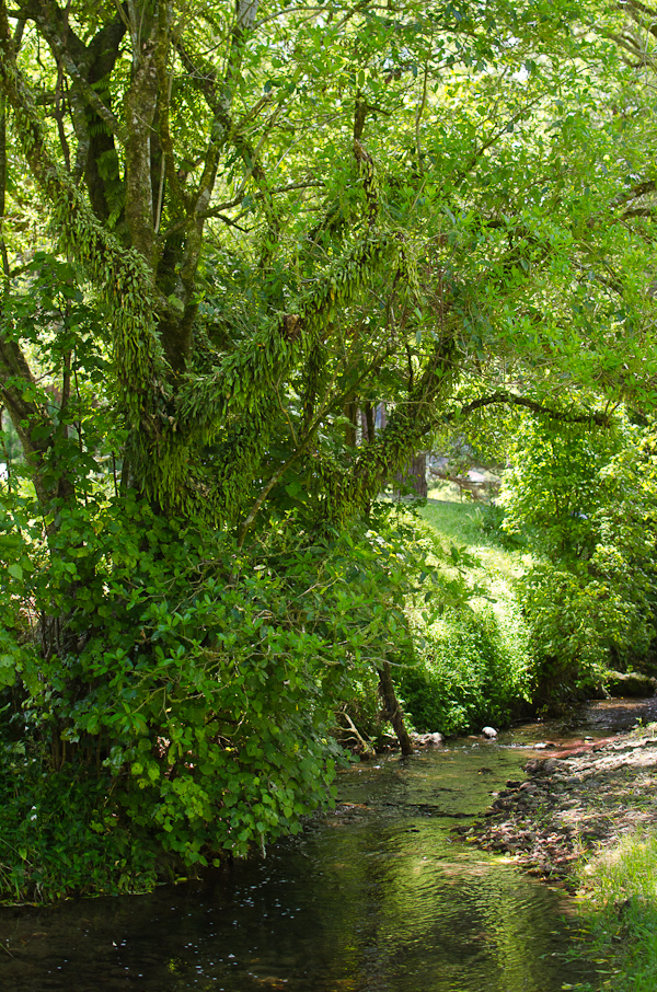 © 2011 Viviane Perenyi By the River