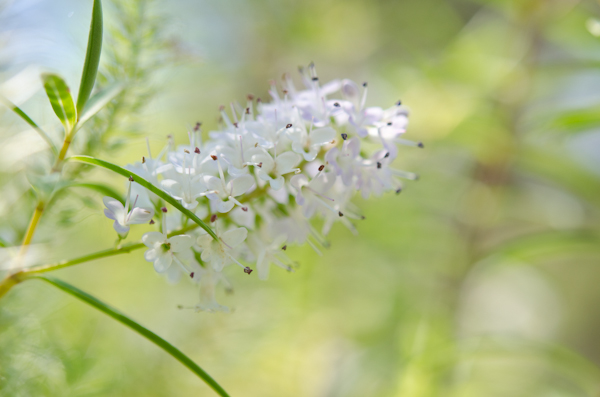 © 2012 Viviane Perenyi Macro White Flower