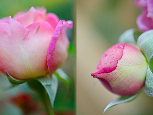  © 2012 Viviane Perenyi Diptych Rose