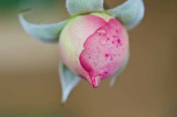  © 2012 Viviane Perenyi Rose CloseUp