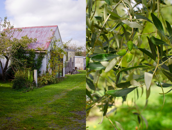 © 2012 Viviane Perenyi Olive grove Wairarapa