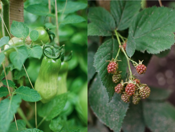 © 2012 Viviane Perenyi - Summer Fruits