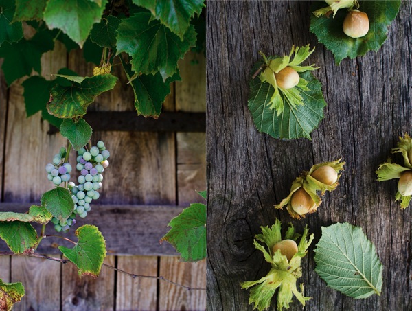 © 2012 Viviane Perenyi - Őrség Hungary Grapes and Hazelnut